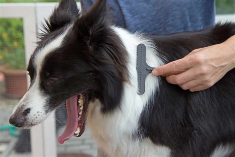 border collie grooming